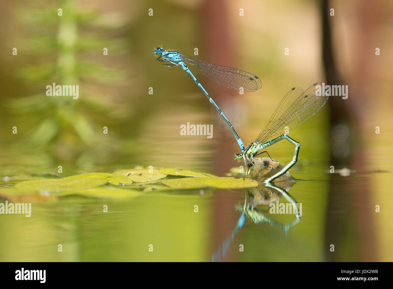 Azure Libellen, Coenagrion Puella, Paarung und Eiablage im Garten Tierwelt Teich. Sussex, UK. Juni. Stockfoto