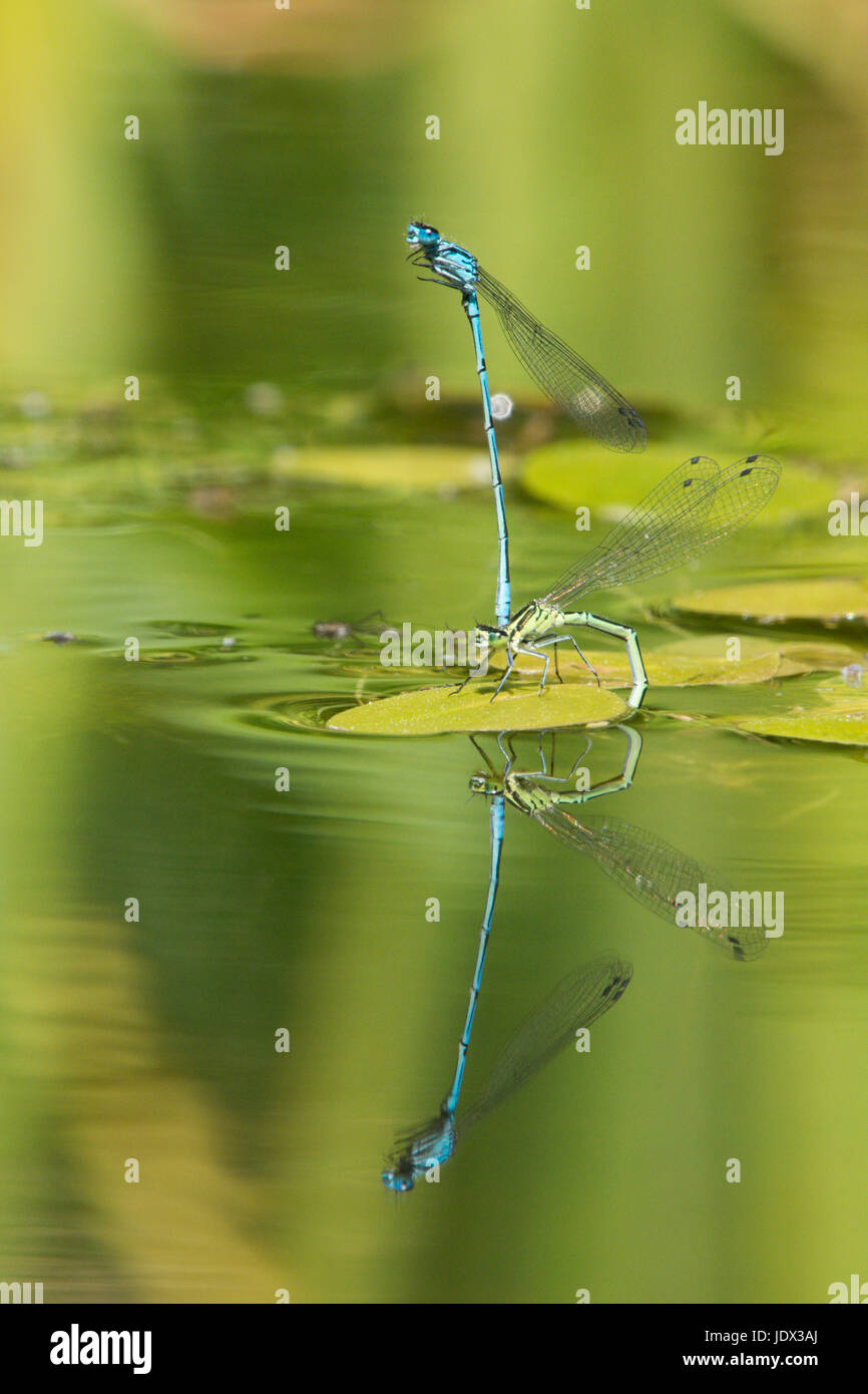 Azure Libellen, Coenagrion Puella, Paarung und Eiablage im Garten