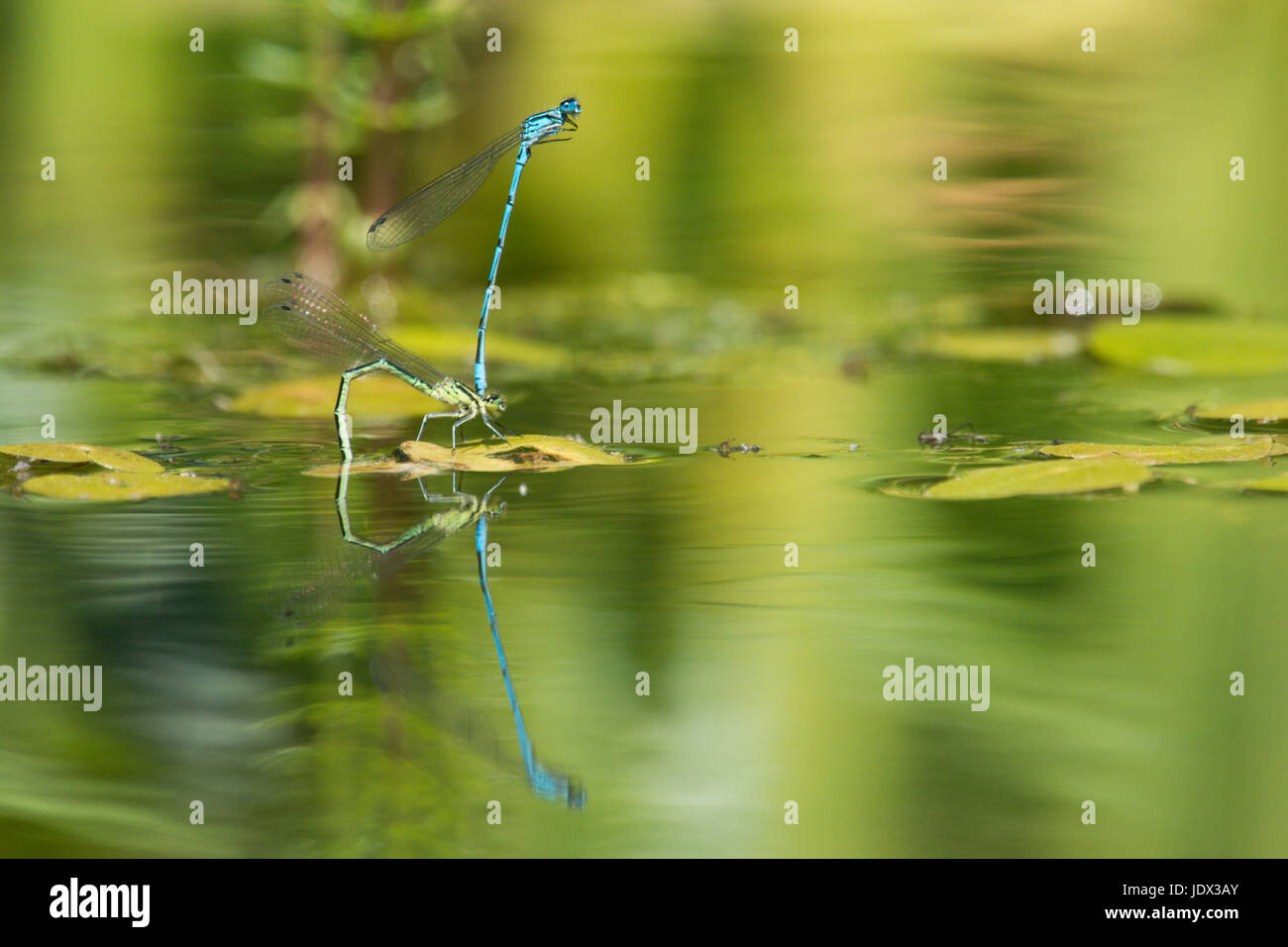Azure Libellen, Coenagrion Puella, Paarung und Eiablage im Garten