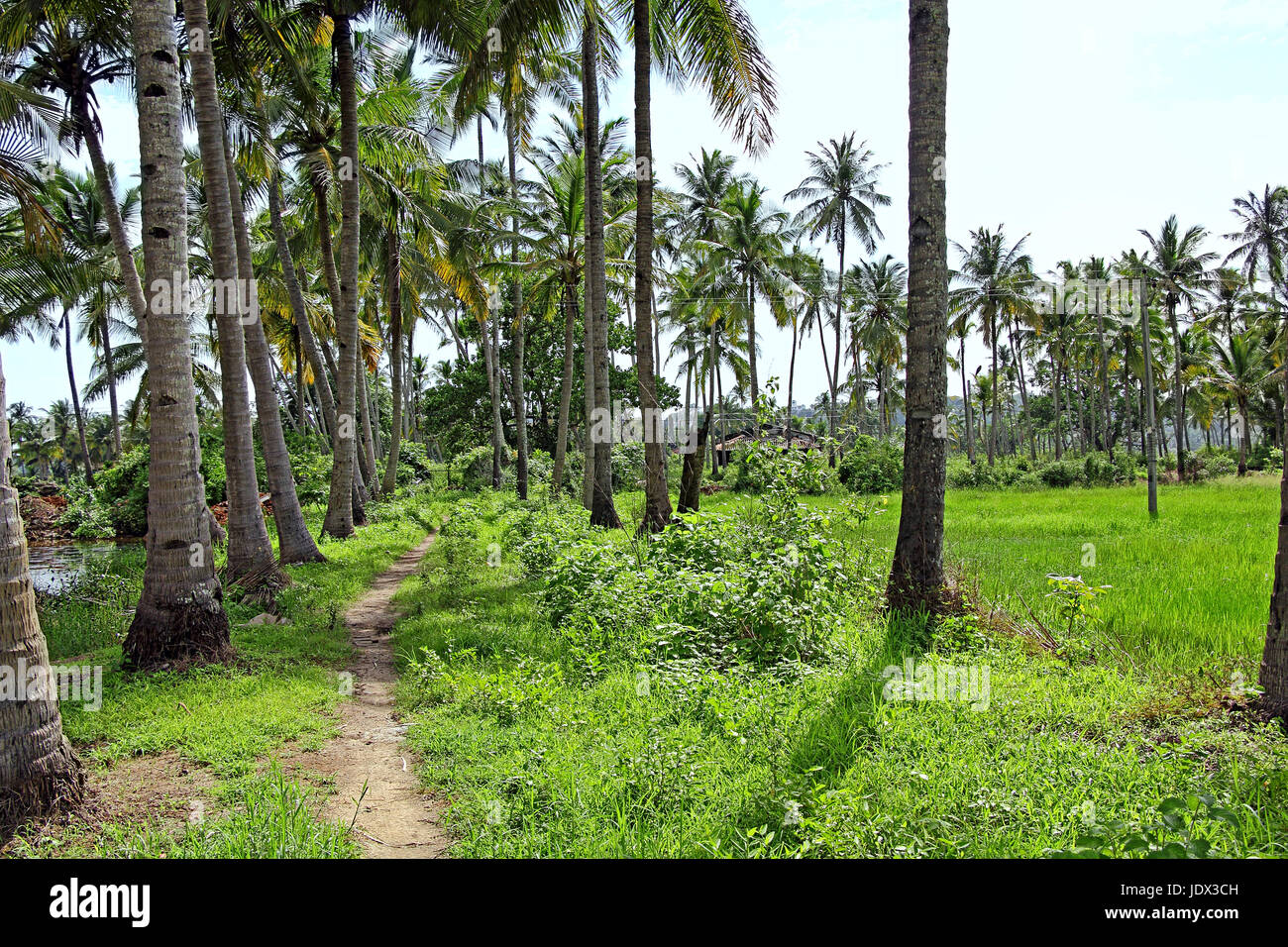 Schmaler Pfad schlängelt sich durch Reihen von Kokospalmen, üppigen Wachstum und Reisfelder, typische ländliche Szene von Goa, Indien Stockfoto