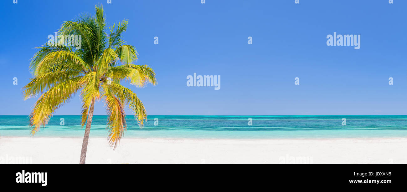 Palme an einem Strand in Kuba Cayo Levisa, Panorama-Hintergrund mit Textfreiraum, Reisekonzept Stockfoto