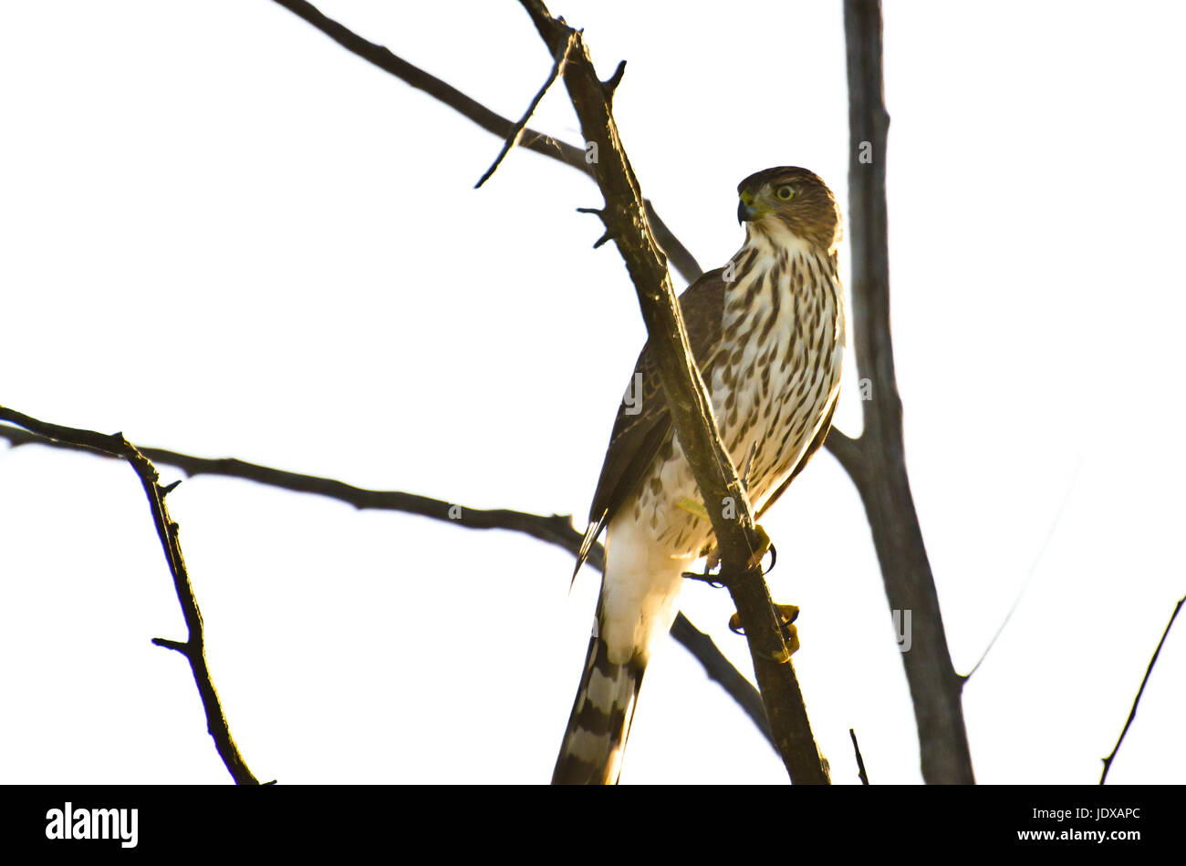 Sharp – Shinned Hawk thront in einem Baum gegen auf weißem Hintergrund Stockfoto