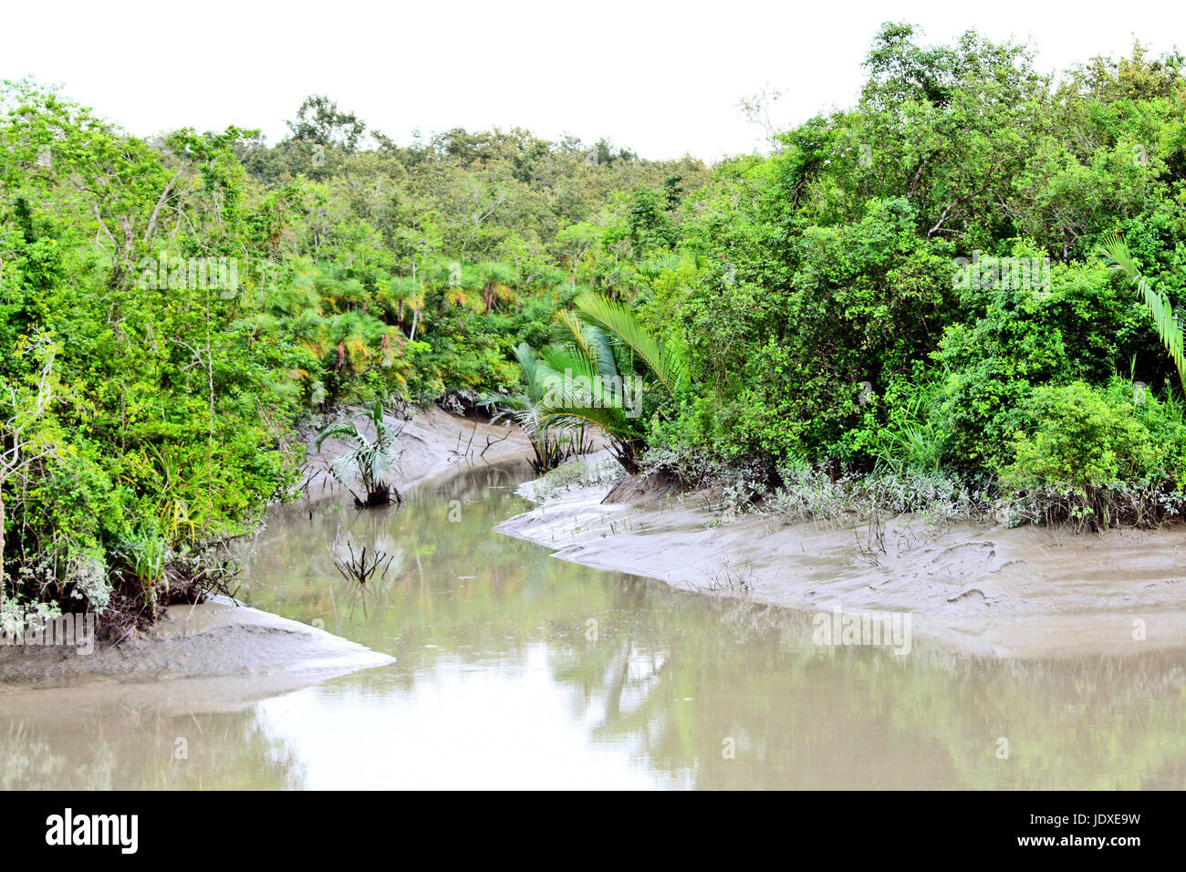 Sundarban von Bangladesh ist ein natives Speicherhaus der natürlichen biologischen Vielfalt. Es ist der größte Mangrovenwald der Welt, wo die Welt entdeckt berühmte wi Stockfoto