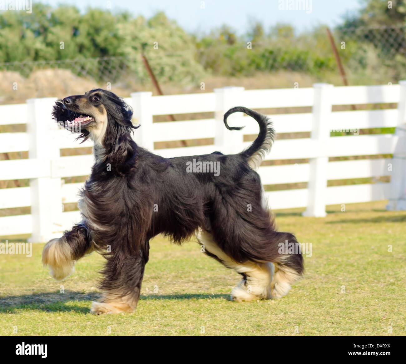 Ein Profil-Blick auf eine gesunde schöne Grizzle, Black And Tan, Afghanischer Windhund zu Fuß auf dem Rasen suchen glücklich und fröhlich. Persische Windhund Hunde sind Rank und schlank mit langen, schmalen Kopf, langen, seidigen Fell und Ringelschwanz. Stockfoto