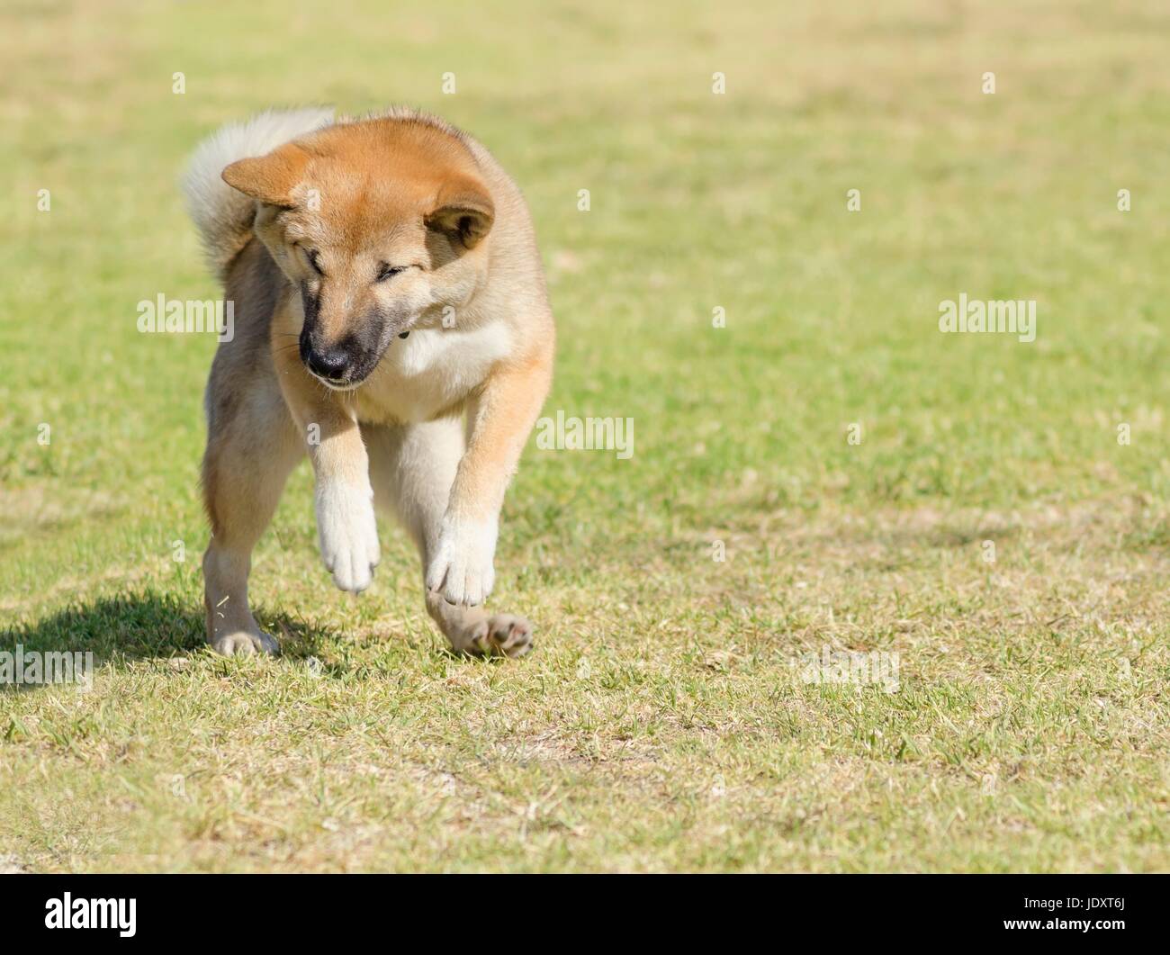 Ein Porträt Blick auf eine junge schöne Fawn, Sesam braun Shiba Inu Welpen  Hund stehend auf seine Hinterbeine auf dem Rasen. Japanese Shiba Inu Hunde  ähneln den Akita Hunde nur kleiner und