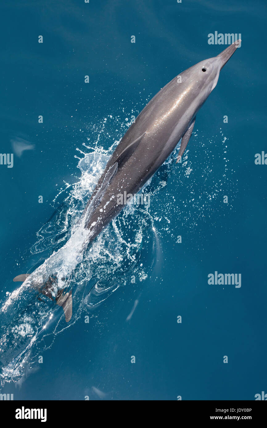 Spinner-Delphin, Stenella Longirostris, Melanesien, Pazifik, Salomonen Stockfoto