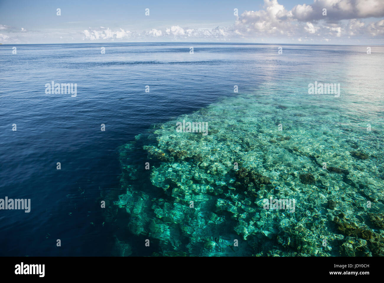 Korallenriff, Wakatobi, Celebes, Indonesien Stockfoto