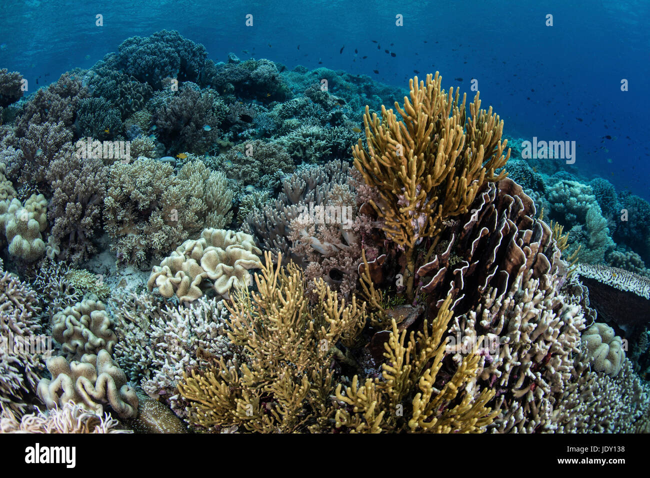 Artenreiche Riff Top, Wakatobi, Celebes, Indonesien Stockfoto