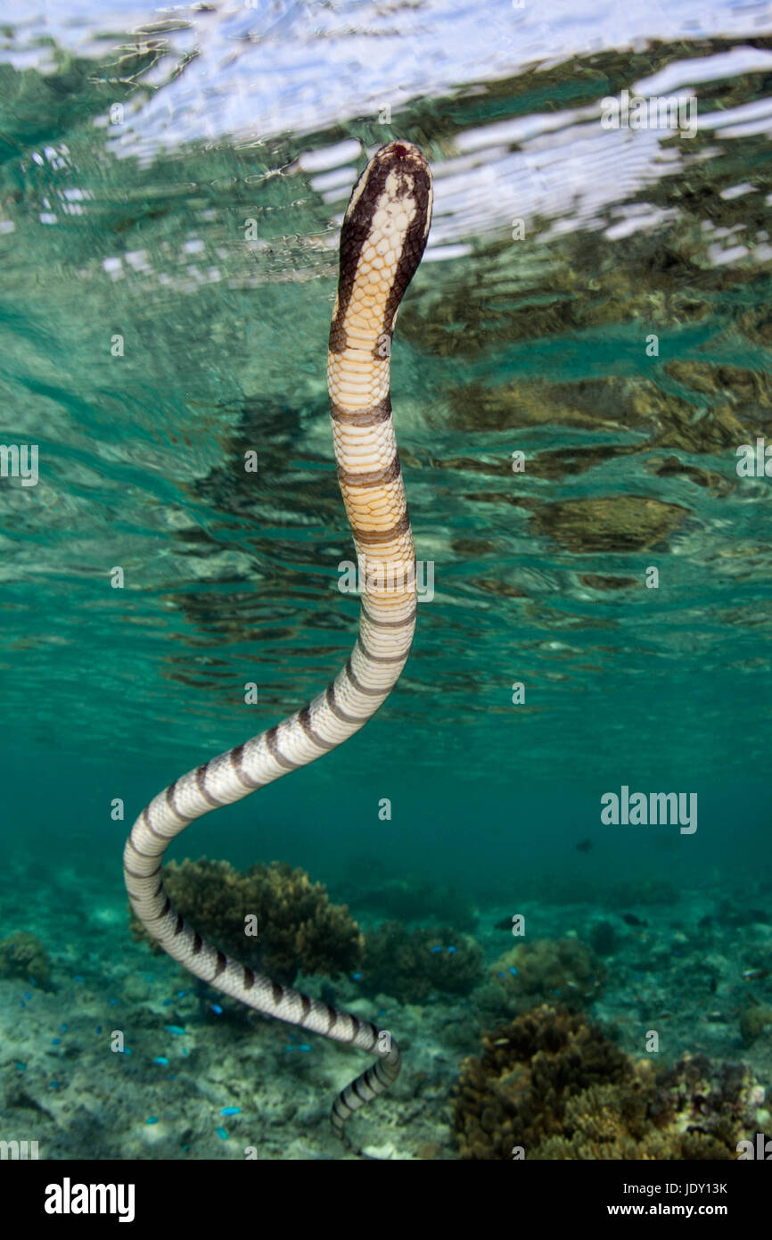 Banded Sea Krait, Laticauda Colubrina, Wakatobi, Celebes, Indonesien Stockfoto