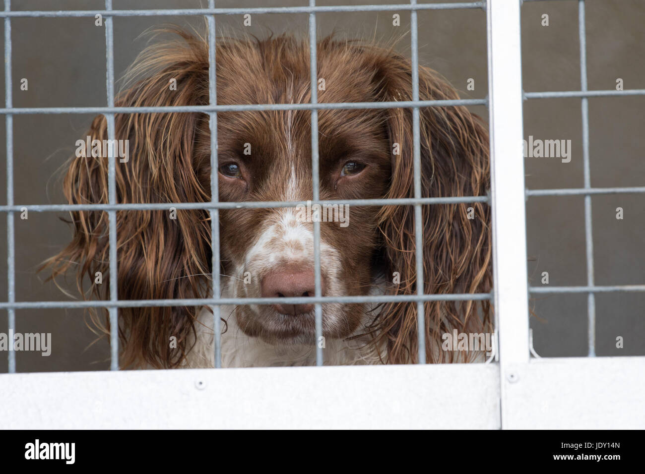Springer Spaniel Gebrauchshund, schaut aus seiner Hundehütte, Swansea, Vereinigtes Königreich, 21. Juli 2016. Stockfoto