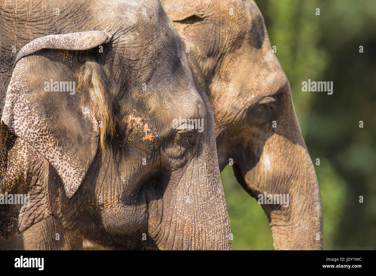 Zwei indische Elefanten, close-up Portrait, Köpfe Stockfoto