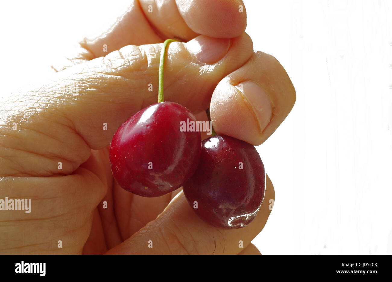 Italienische Kirschen (Valpolicella Sorte) Stockfoto