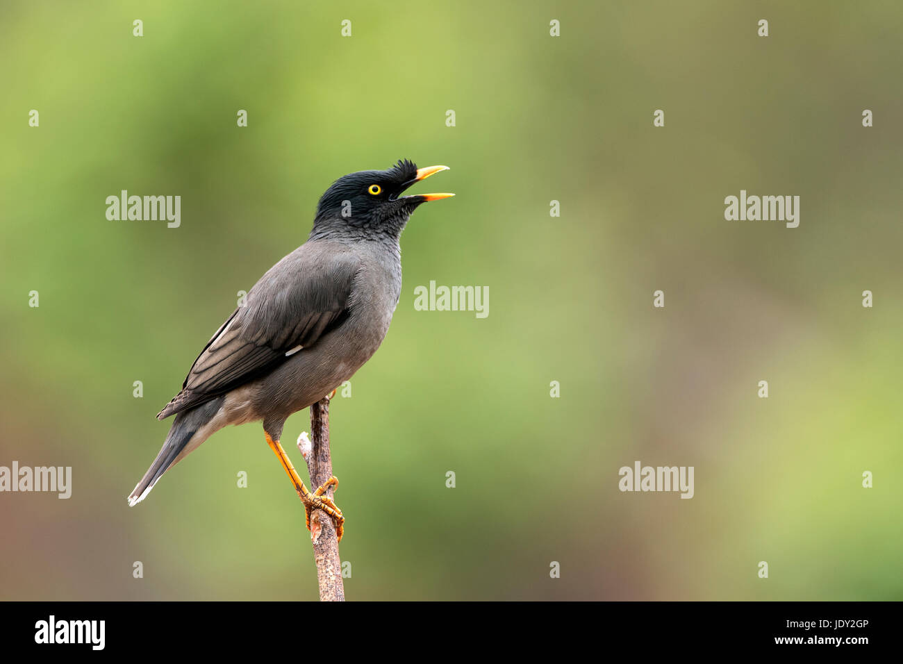 Das Bild der Dschungel Myna (Acridotheres Fuscus) im Sattal, Uttarakhand, Indien Stockfoto