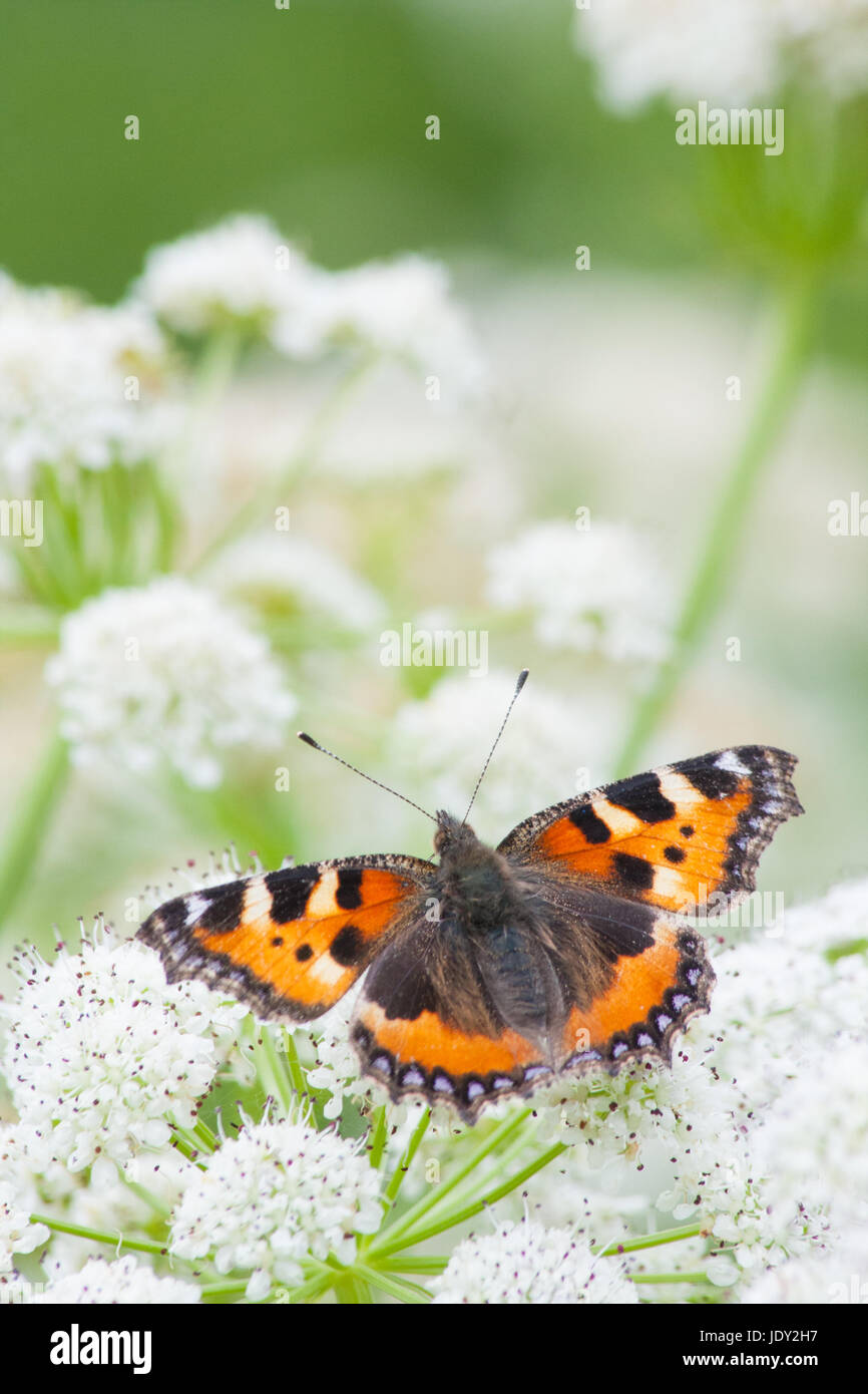 Kleiner Fuchs Schmetterling Stockfoto
