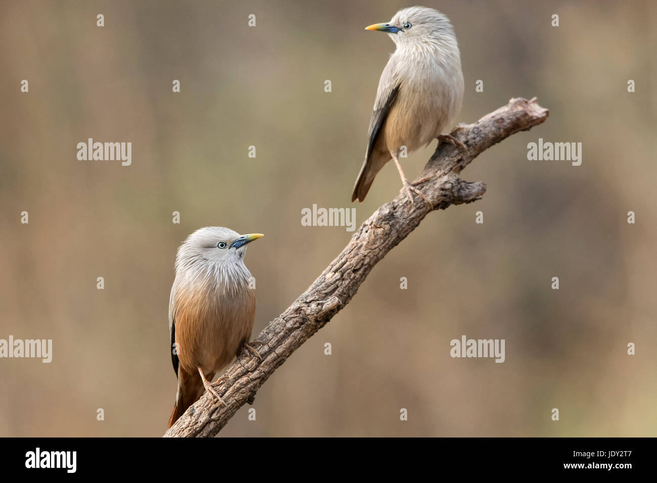 Das Bild des Kastanie-angebundene Starling oder grau-headed Myna (Sturnia Malabarica) im Sattal, Uttarakhand, Indien Stockfoto