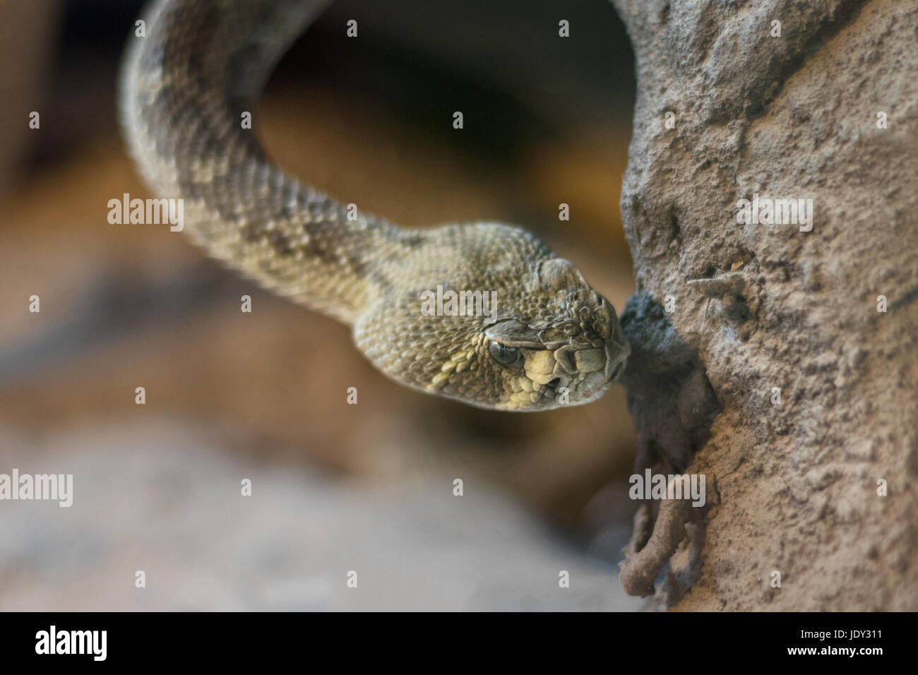 Nahaufnahme einer Klapperschlange Stockfoto