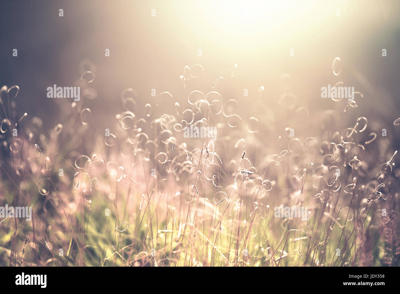 Natur im freien Bild mit flachen Schärfentiefe und Unschärfe für den Einsatz als Hintergrund Stockfoto