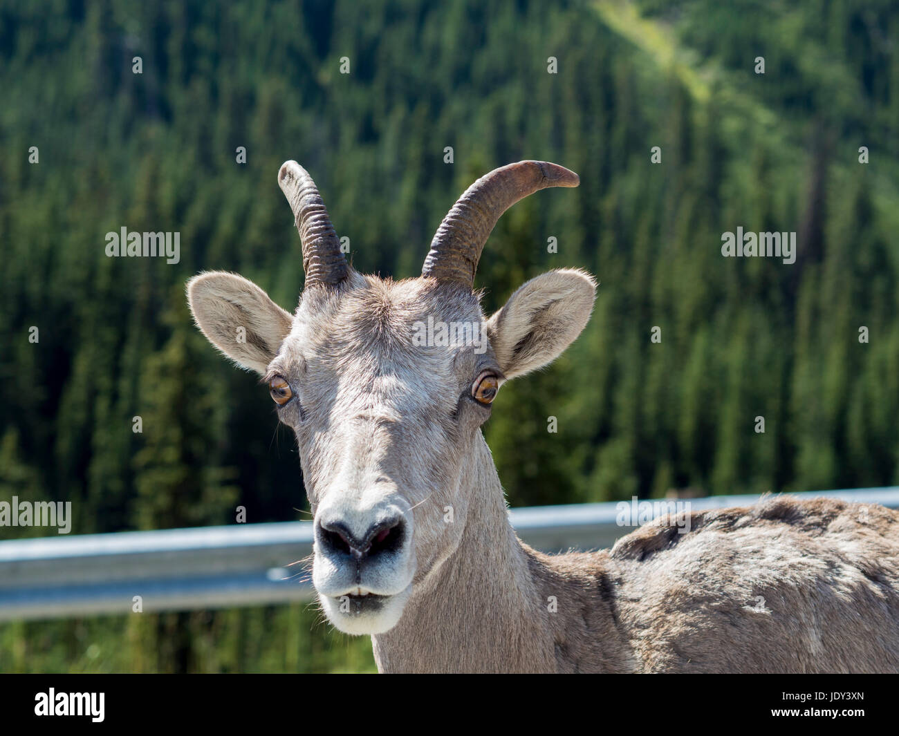 Bergziege Stare Stockfoto