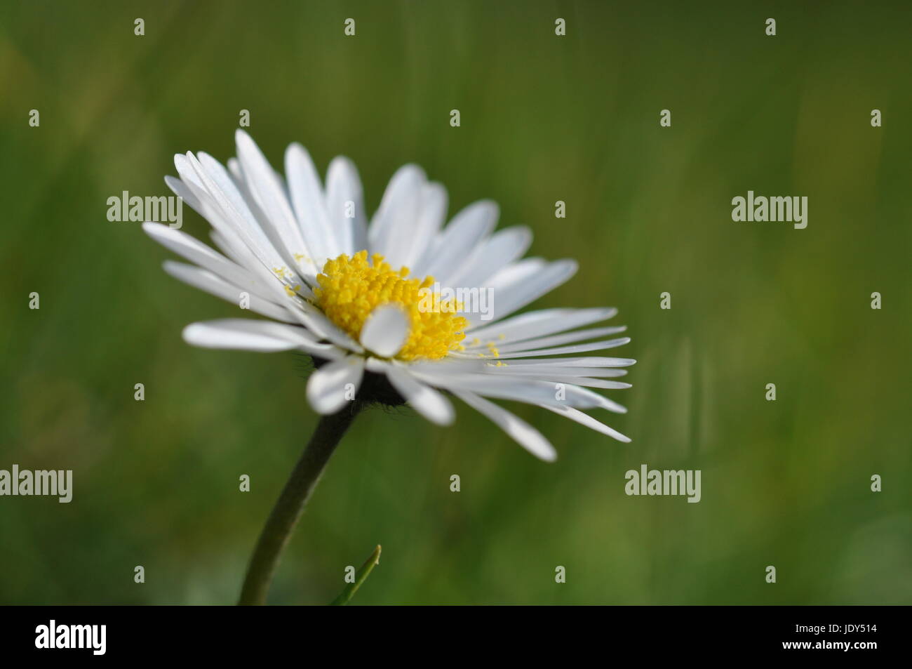 Gänseblümchen, Blume, Blumen, Wiese, Blumenwiese, Blüte, Blüten, Natur