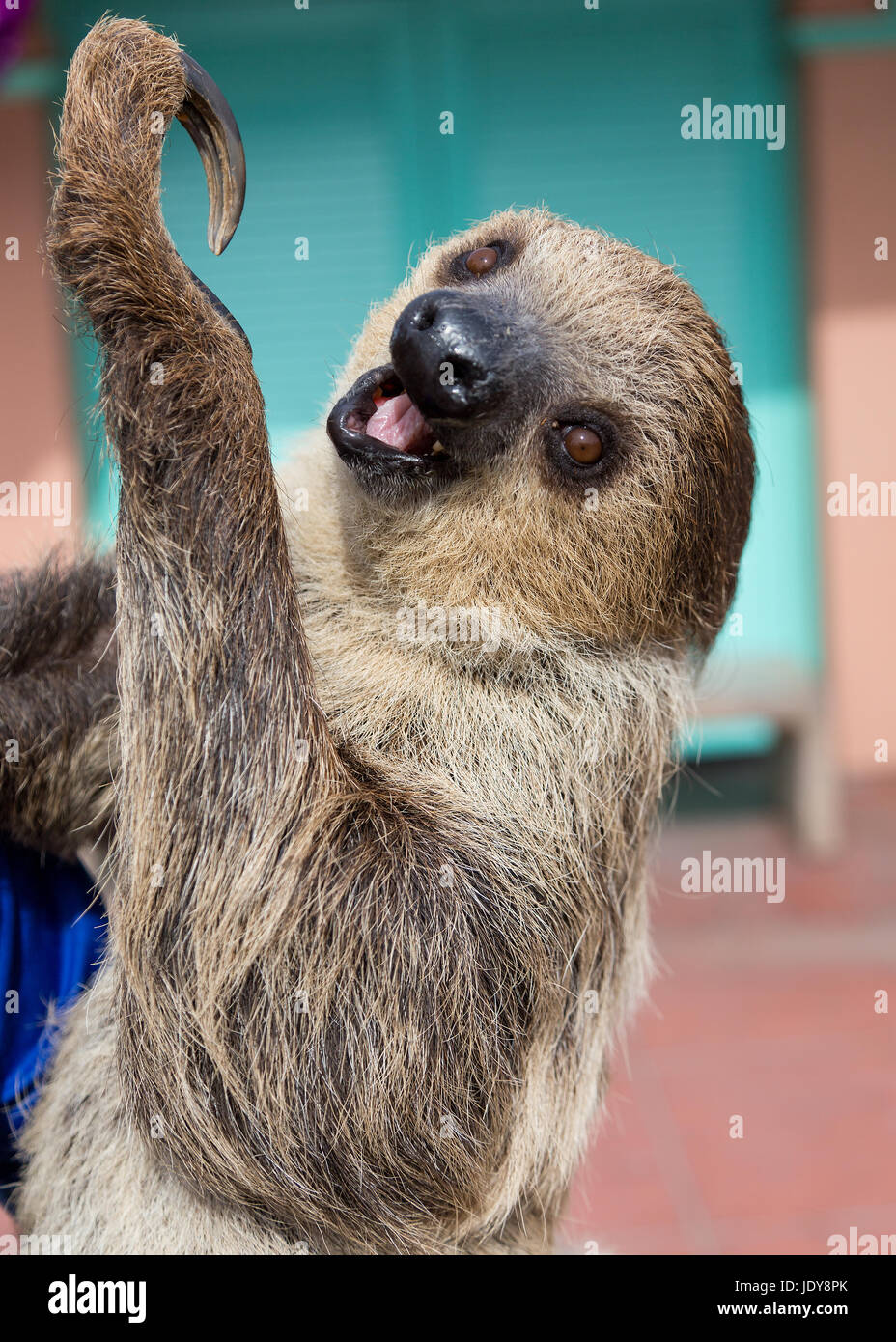 Lustiges faultier Fotos und Bildmaterial in hoher Auflösung Alamy