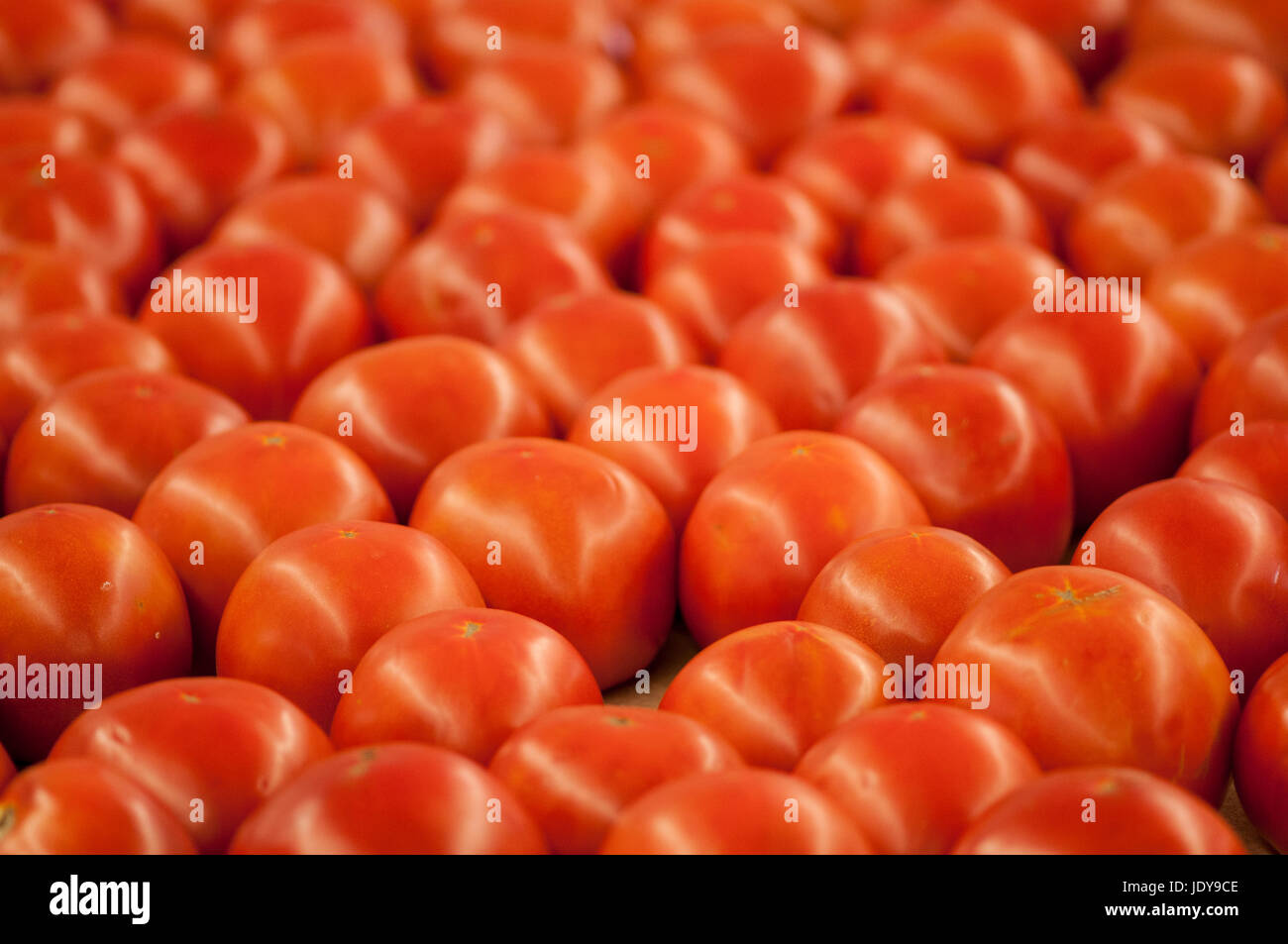 Tomaten, aufgereiht auf einem Markt für Obst und Gemüse zu verkaufen. Stockfoto