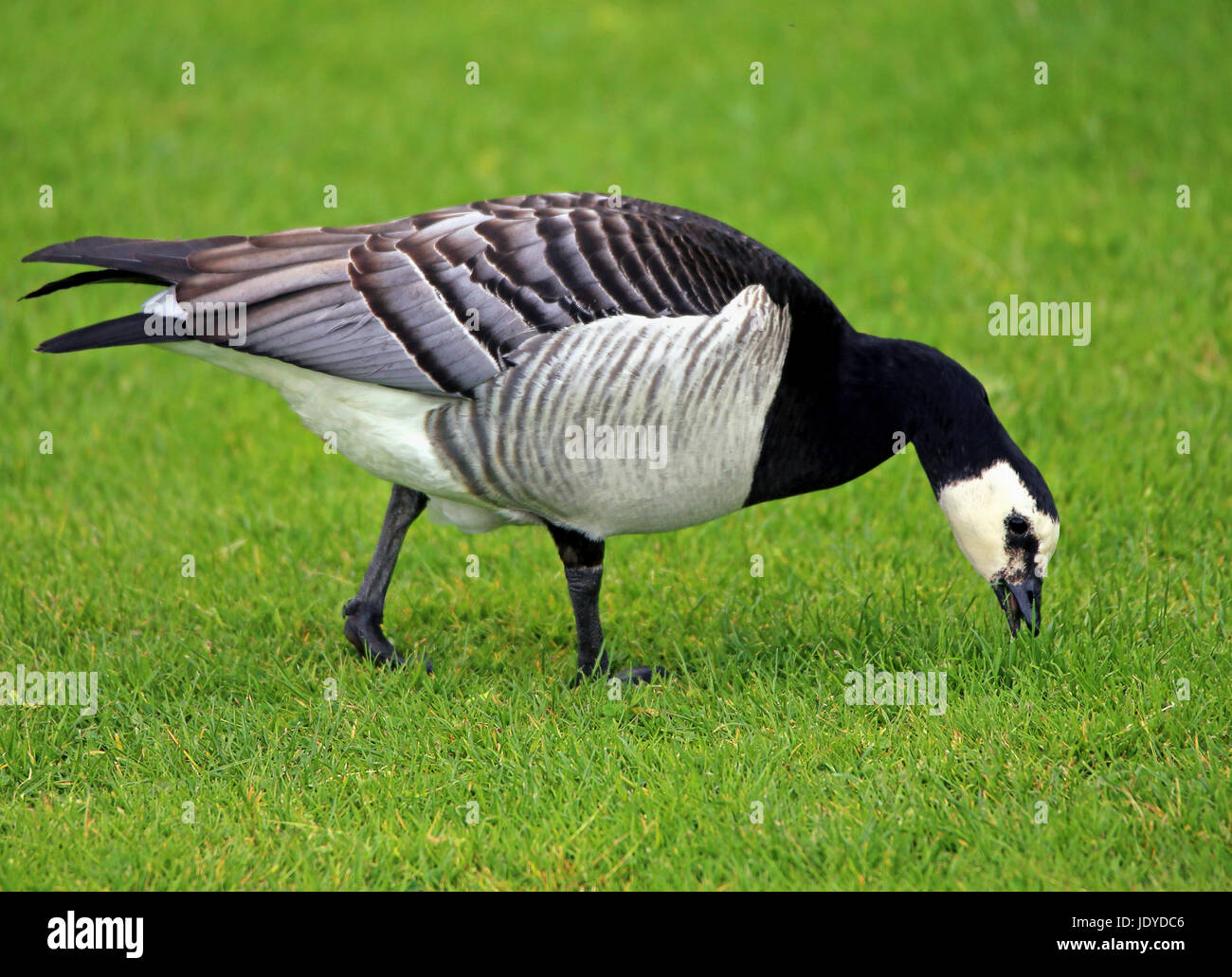 Nonnengans Branta leucopsis Stockfoto