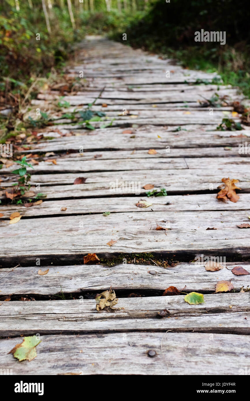 Grob behauene Board Gehweg führt in einen Wald verstreut mit gefallene Herbstlaub - geringe Schärfentiefe Stockfoto