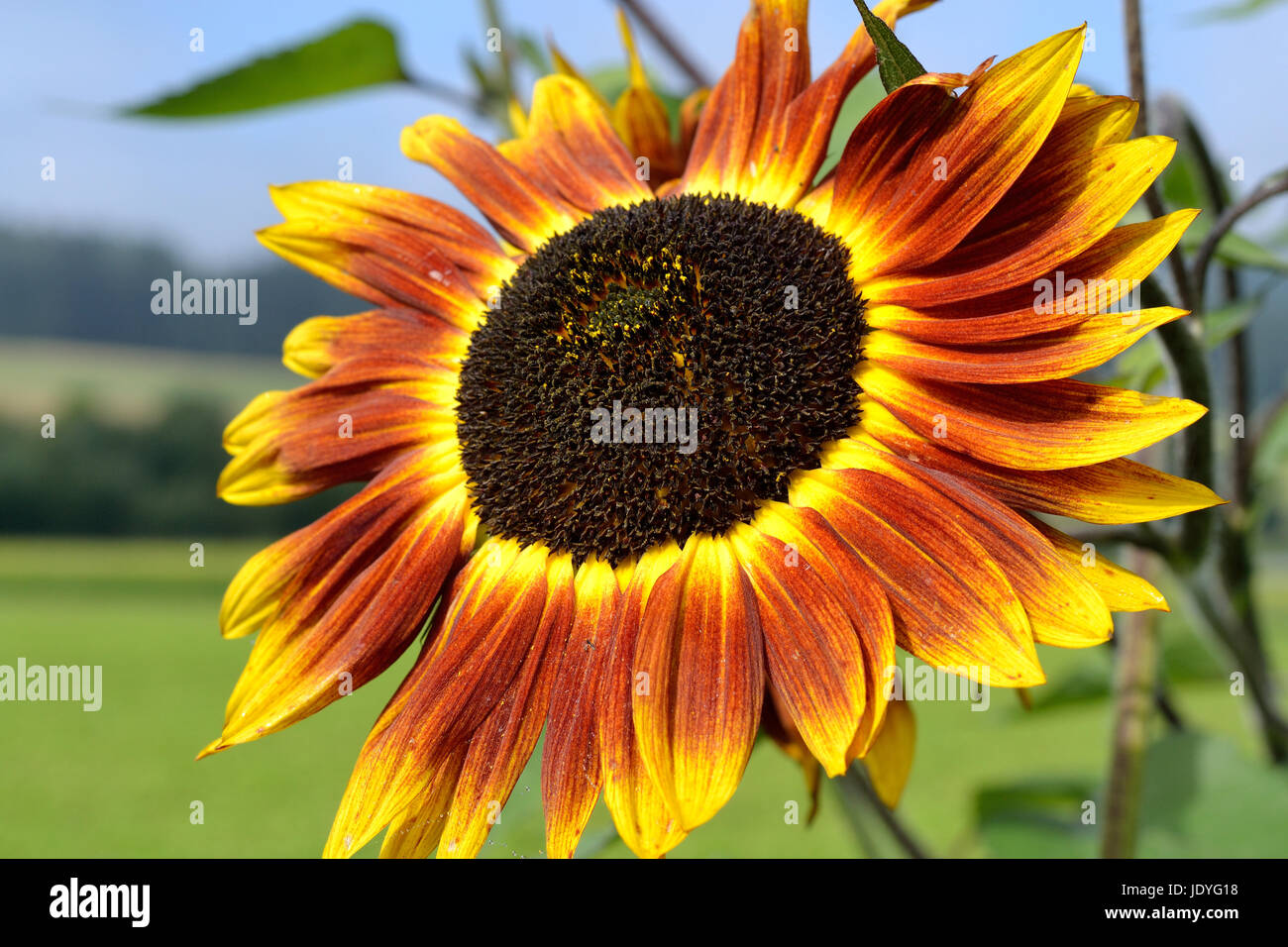 Feuerring Sonnenblume Stockfotos Und Bilder Kaufen Alamy