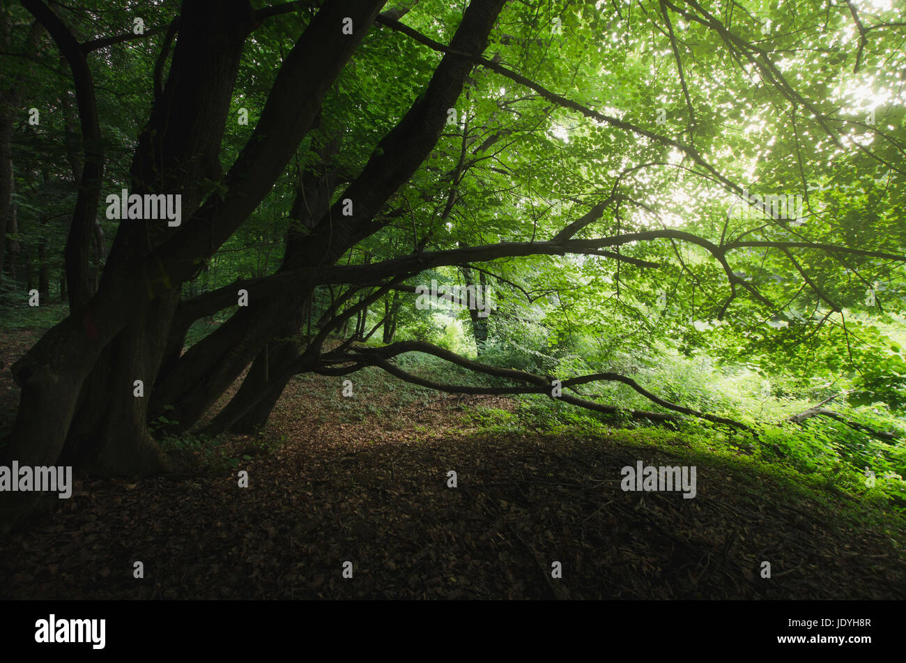 alte Bäume am Rande des grünen Zauberwald, Naturlandschaft Stockfoto