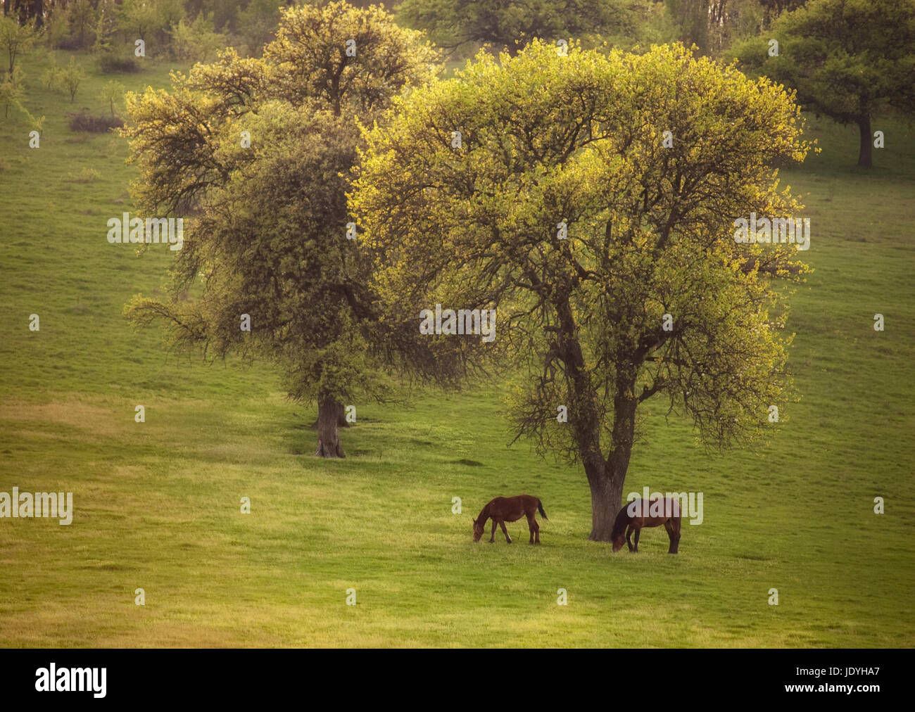 wilde Pferde weiden auf grüner Wiese neben einem Baum, Sommerlandschaft Stockfoto