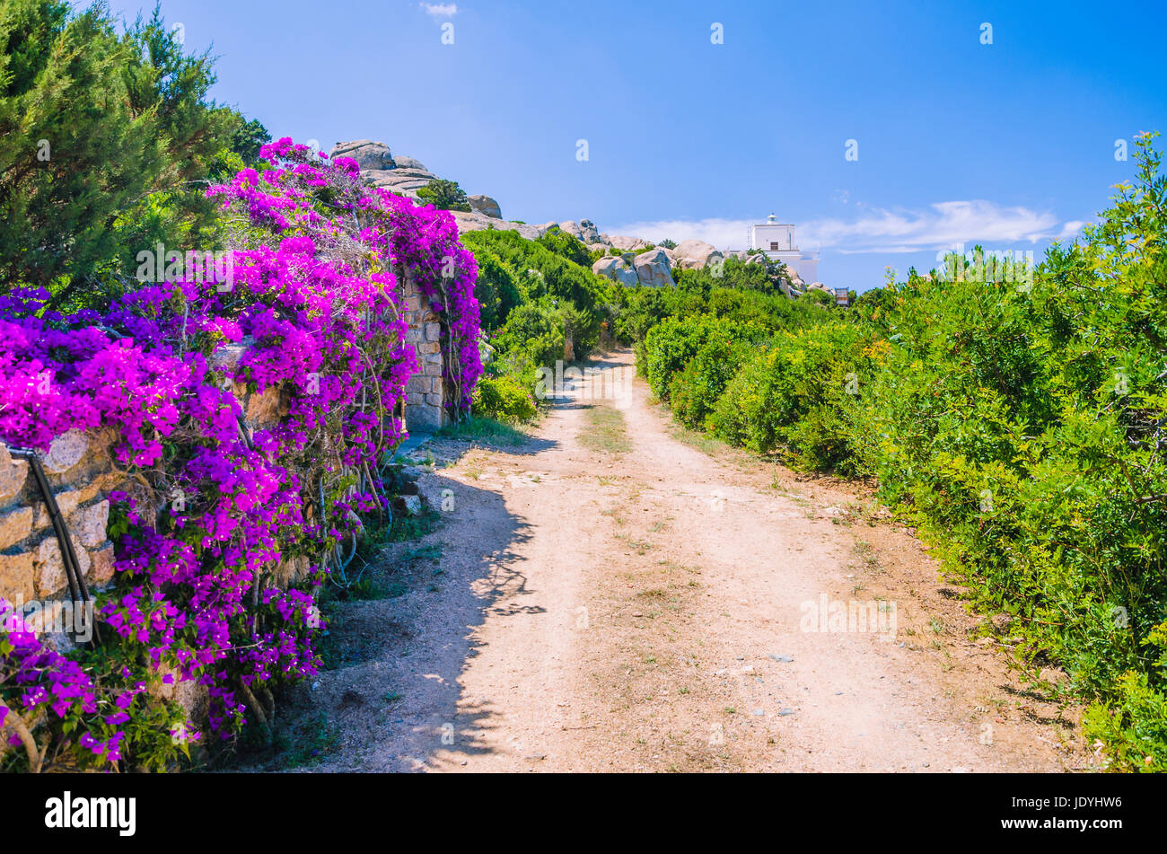 Weg zum Leuchtturm mit hell lila Blumen Seite, Porto Rafael, Palau, Sardinien, Italien Stockfoto