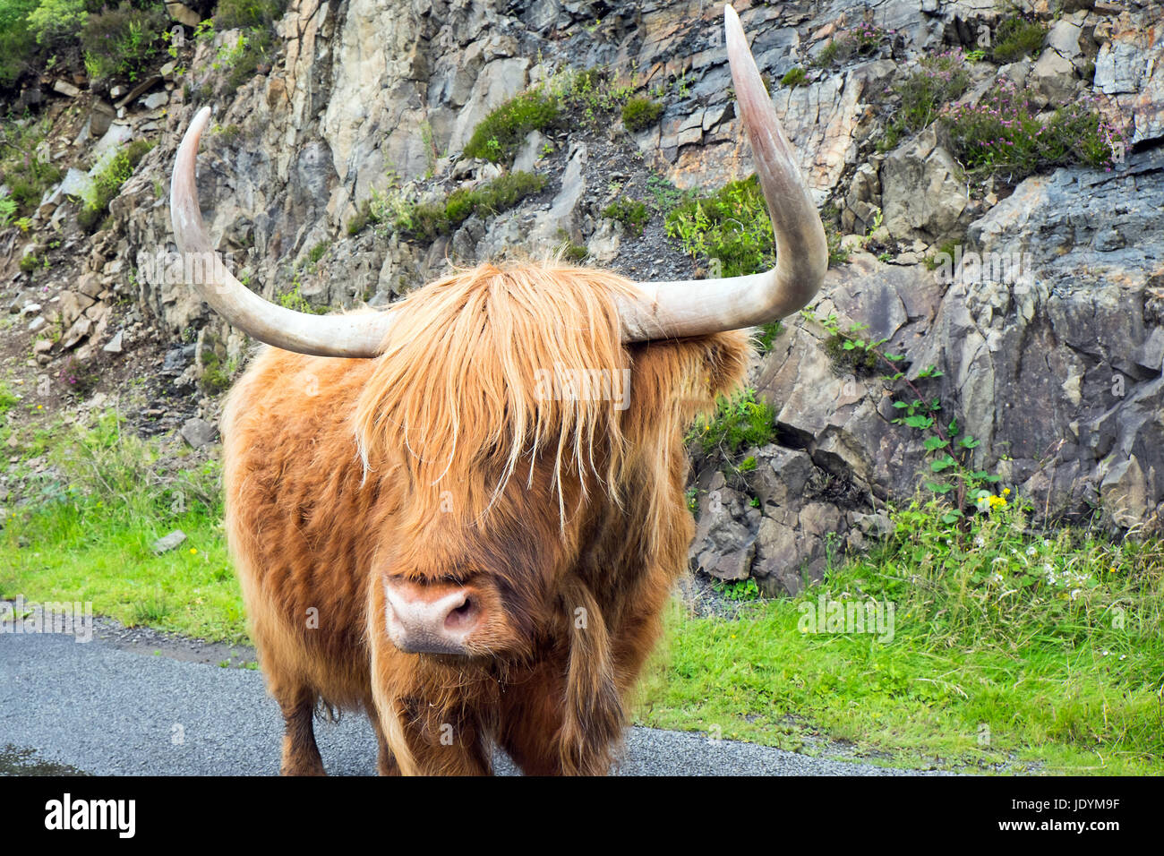 Tier Säugetier Stockfoto