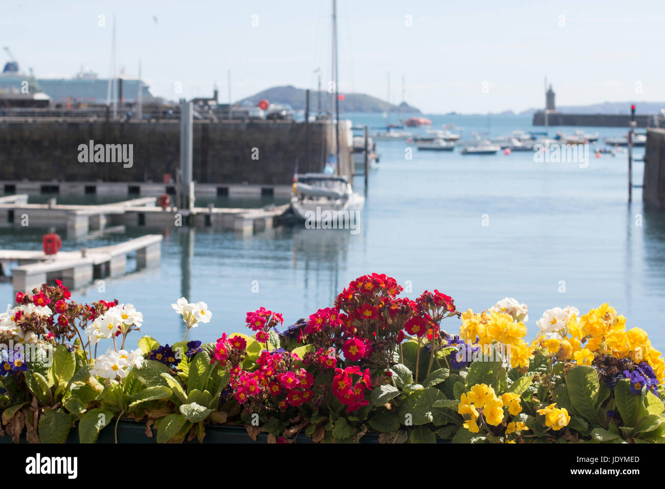 Bunte Blume Anzeige mit Blick auf den Hafen von St. Peter Port, Guernsey Stockfoto