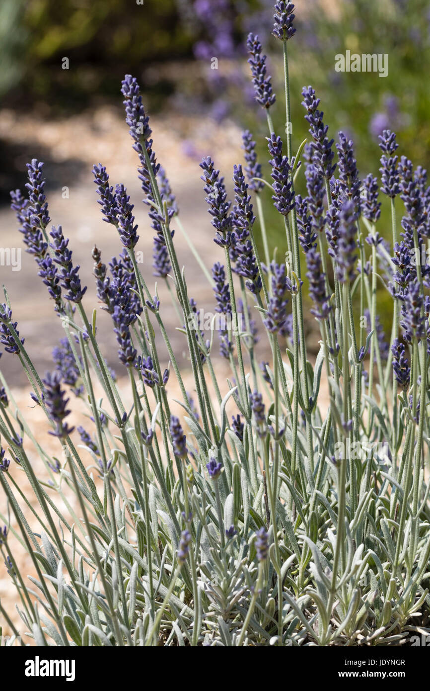 Juni Blüten und Blätter der strauchartigen, silbrigen dunkelblättrige, Hybrid-Lavendel, Lavandula X chaytoriae "Silber Nebel" Stockfoto