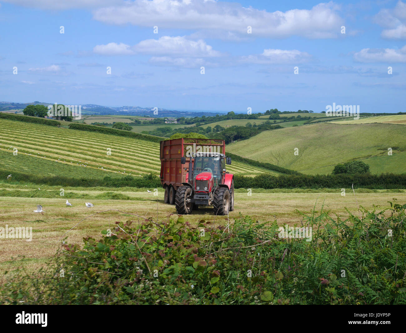 Roter Traktor und Anhänger mit frisch gemähten Grases im Bereich unter attraktiven Süden Devonshire Landschaft, Devon, England, UK Stockfoto