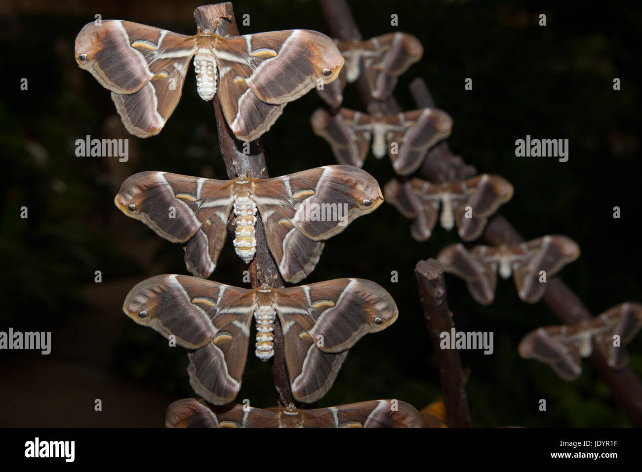 Seide Schmetterling, Samia Ricini, Nahaufnahme. Thront auf Zweigen Stockfoto