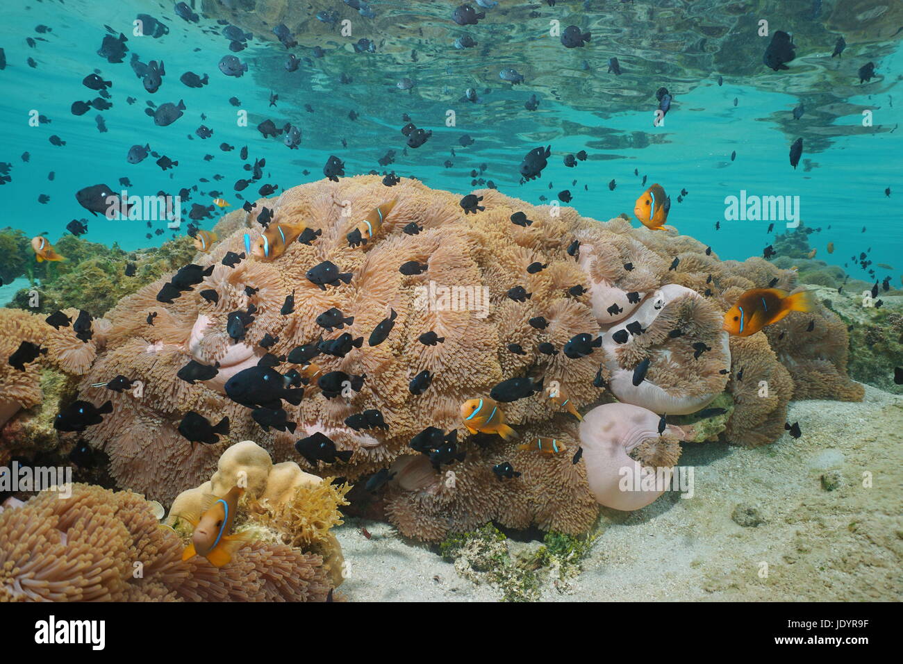 Schwarm von tropischen Fischen Anemonenfische und Riffbarsche mit viele Seeanemonen unter Wasser in der Lagune von Huahine Insel, Pazifik, Französisch-Polynesien Stockfoto