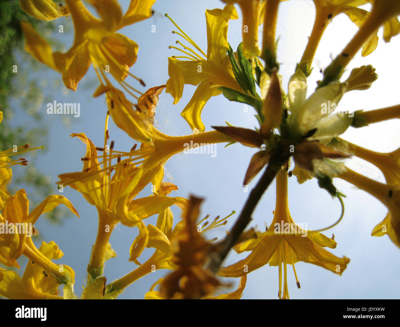 Blume mit Hintergrundbeleuchtung Stockfoto