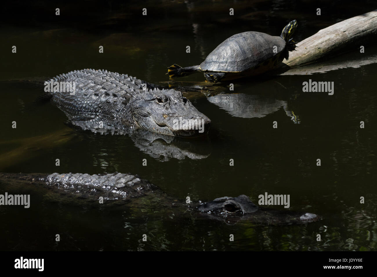 Alligatoren (Alligator Mississippiensis) und Schildkröte (Pseudemys Concinna Floridana) ruhen, Schwimmen, Big Cypress National Preserve, Florida, USA Stockfoto