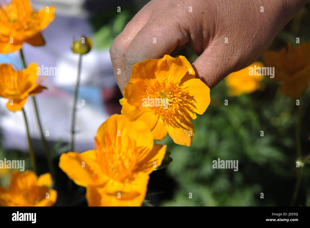 Chengde, Chinas Provinz Hebei. 21. Juni 2017. Ein Landwirt nimmt Trollblumen bei einer Pflanzung Basis in Weichang Grafschaft, Nord-China Provinz Hebei, 21. Juni 2017. Trollblumen oder Trollblume Chinensis, erfreuen sich nicht nur im Gartenbau, sondern sind auch ein wichtiger Bestandteil in der traditionellen chinesischen Medizin. Bildnachweis: Wang Liqun/Xinhua/Alamy Live-Nachrichten Stockfoto