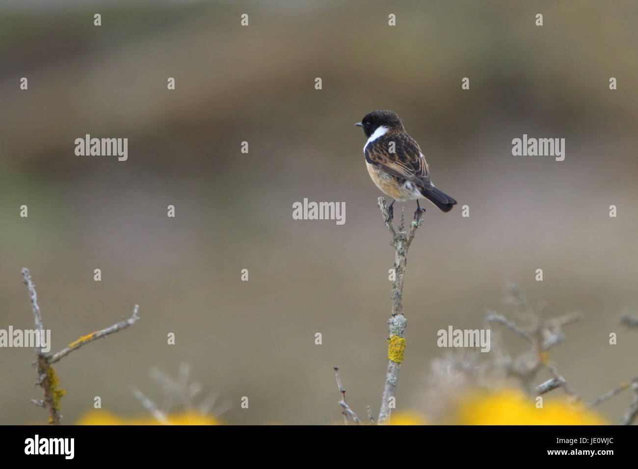 Schwarzkehlchen Saxicola Torquata gehockt Ginster in Dornoch, Schottland Stockfoto