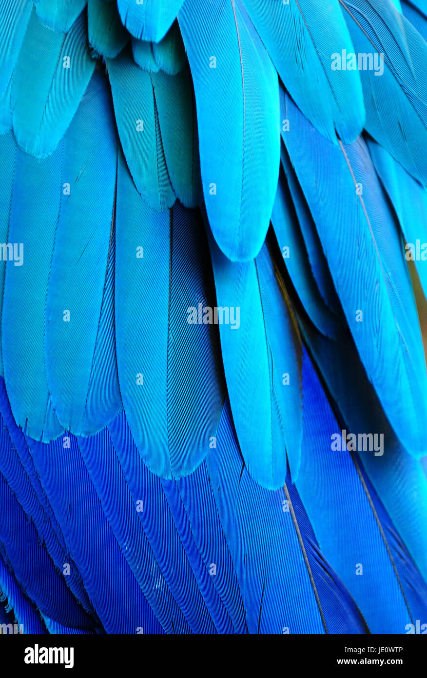 Papageien federn -Fotos und -Bildmaterial in hoher Auflösung – Alamy