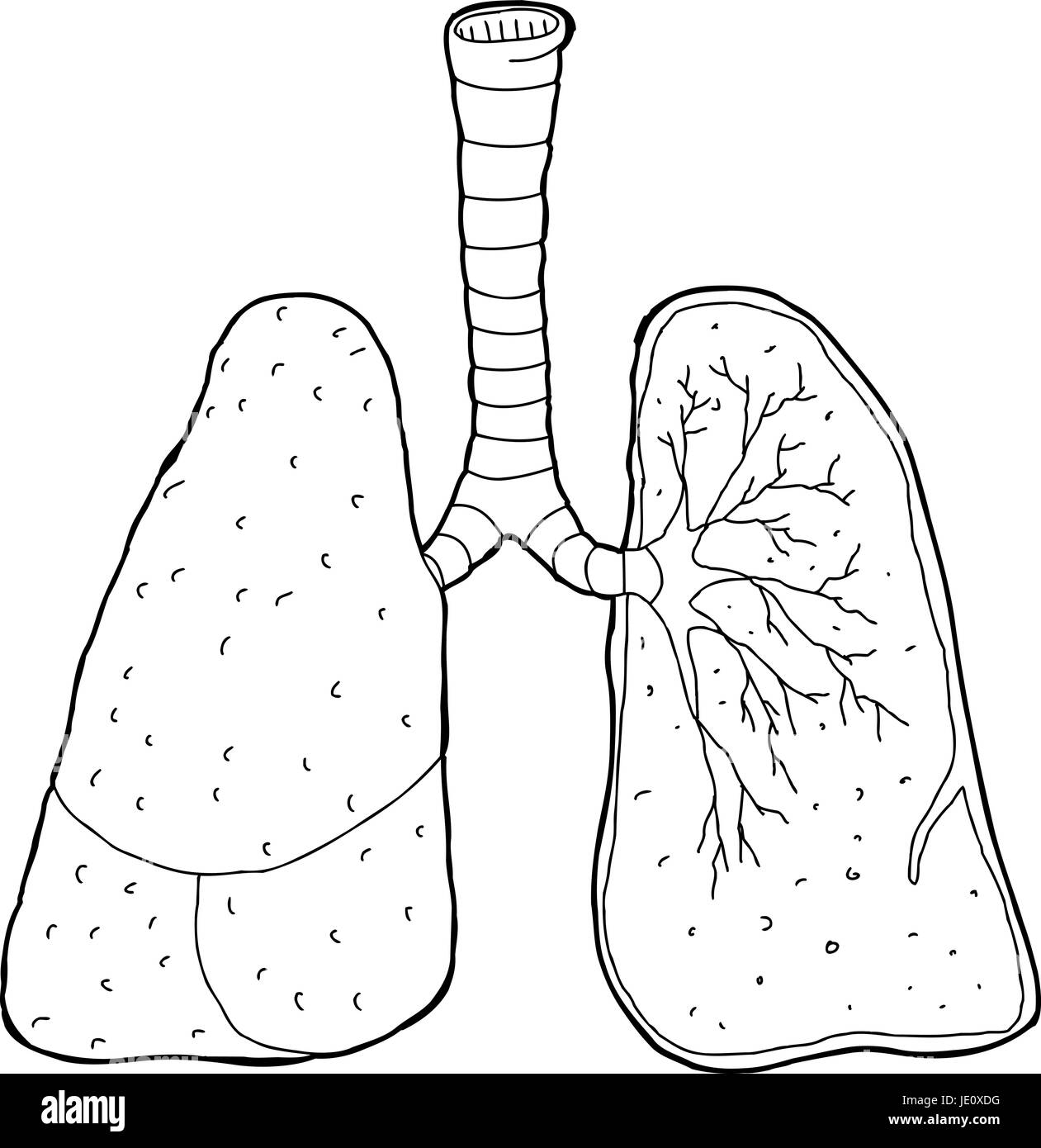 Querschnitt der menschlichen Lunge und Luftröhre zeichnen Stockfoto