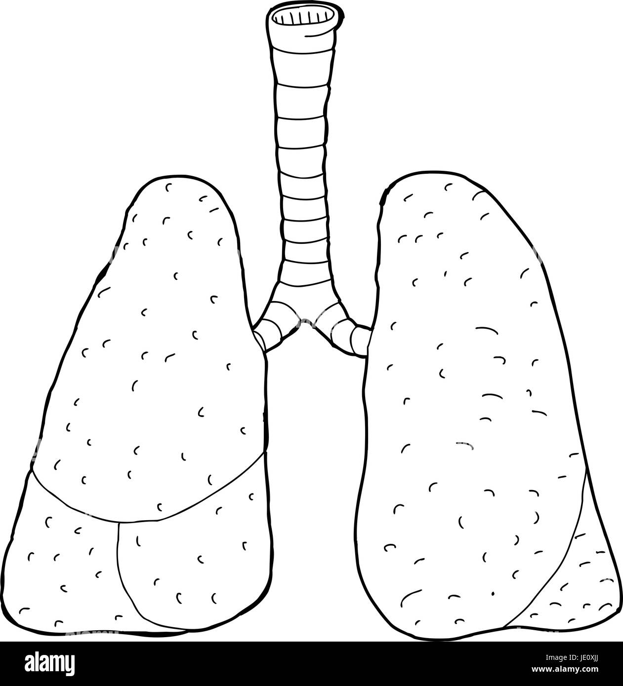 Hand-gezeichneten Umriss der menschlichen Lunge und Luftröhre Stockfoto