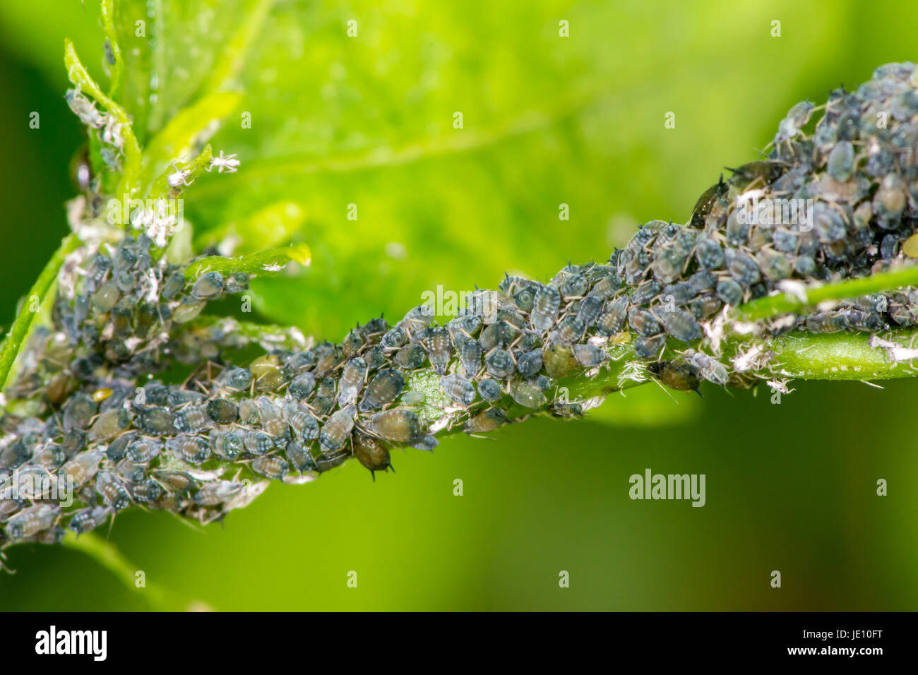 Stiel einer Blume voller Läuse Stockfoto