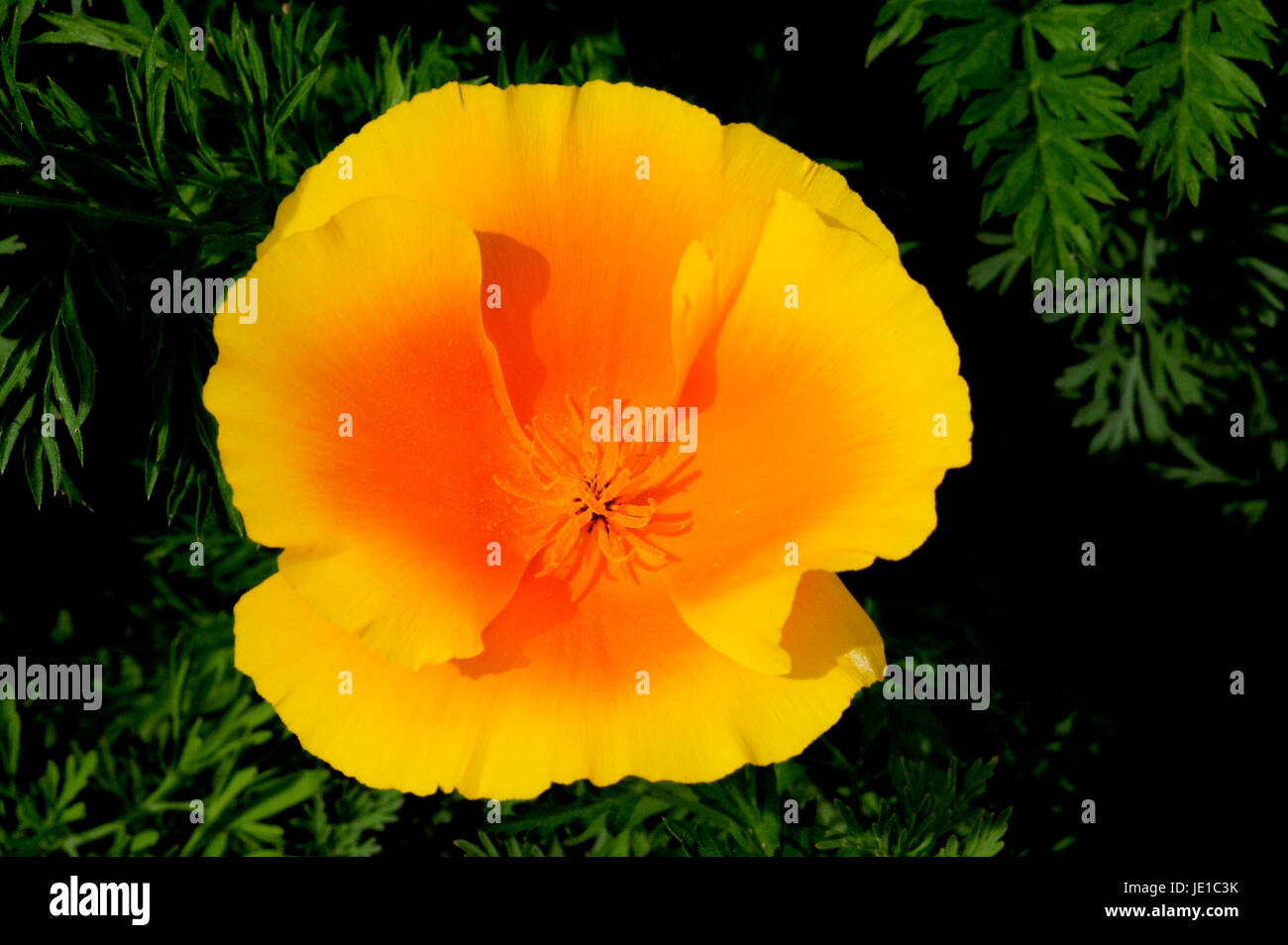 Kalifornische Mohn in voller Blüte Stockfoto