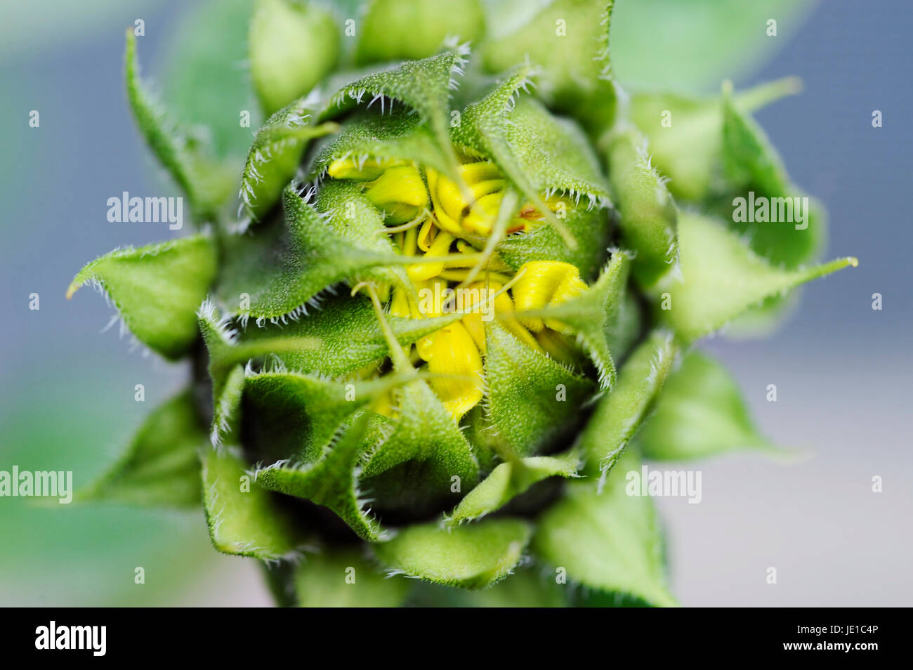 Nahaufnahme einer Sonnenblume Blüte Stockfoto