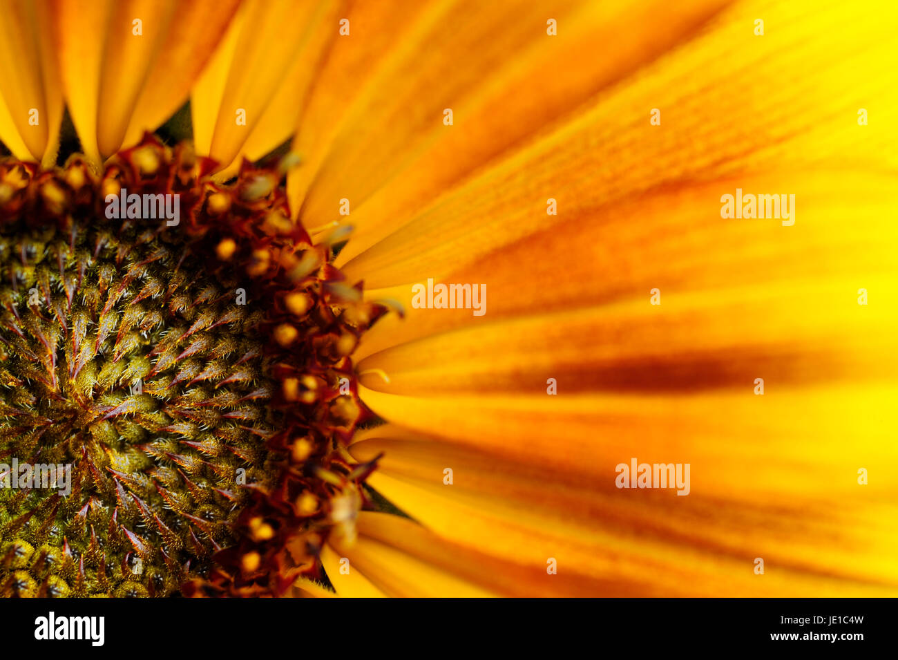 Abstrakt Nahaufnahme einer Sonnenblume Stockfoto