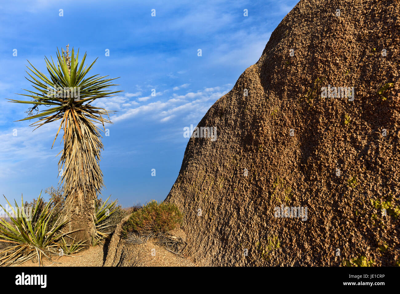 Südwesten der USA, Wüstenlandschaft, Joshua Tree Nationalpark Stockfoto