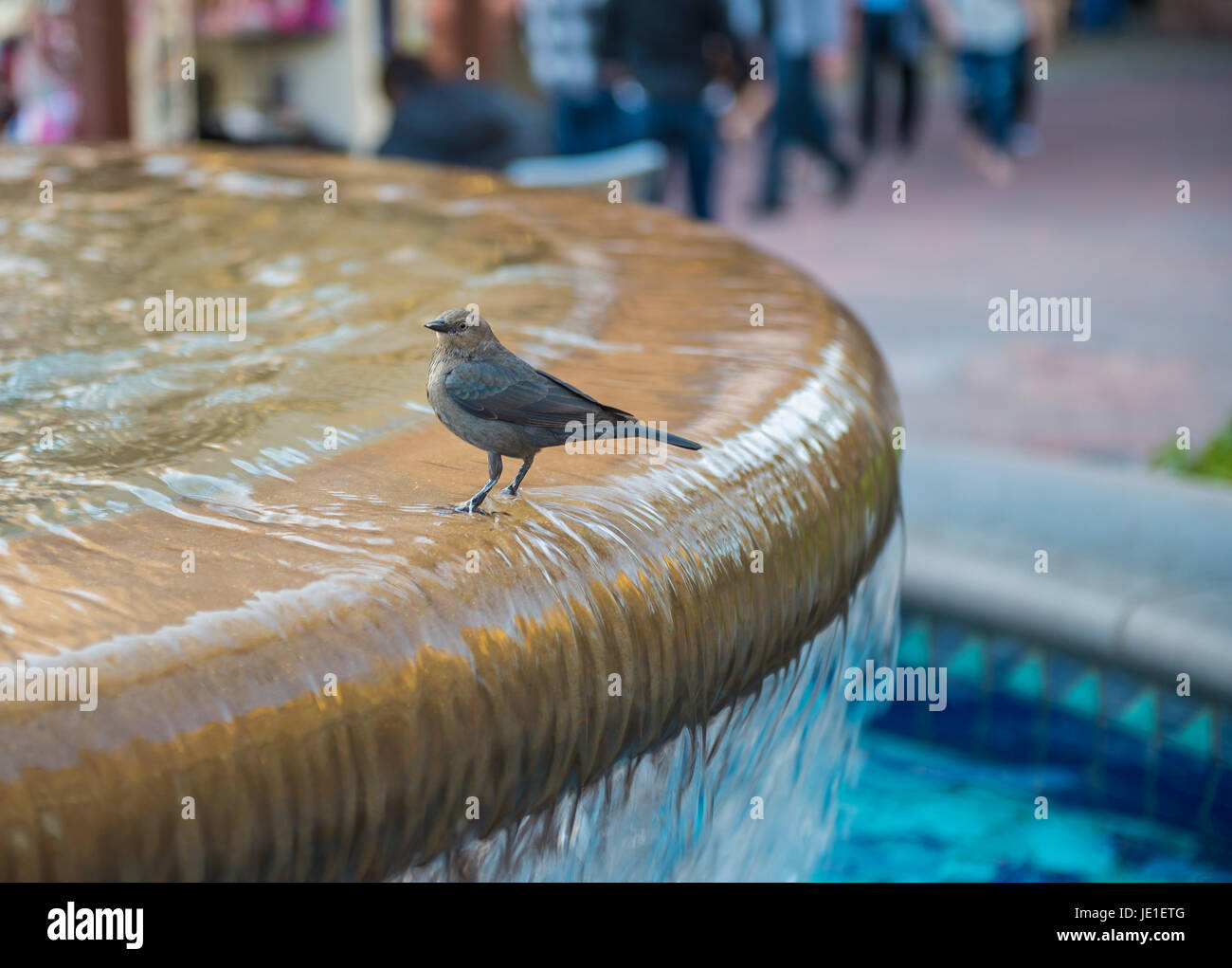 Vogel, genießen die SAT am Brunnen in IRVINE, CA USA Stockfoto